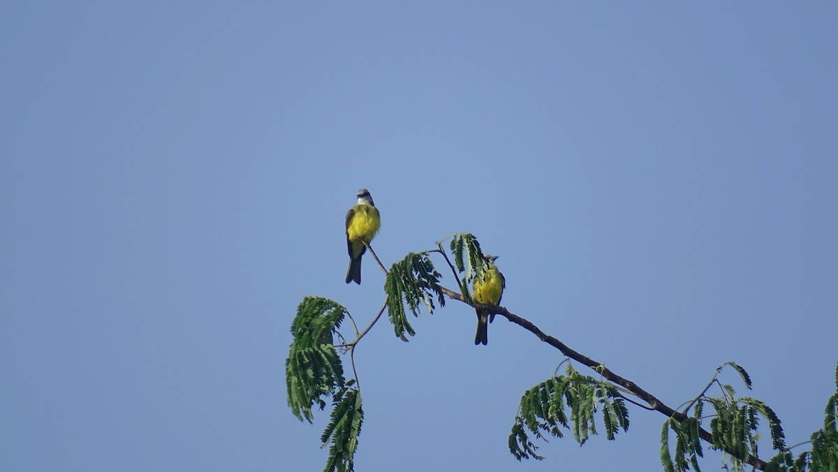 Tropical Kingbird - Hoatzin Aname