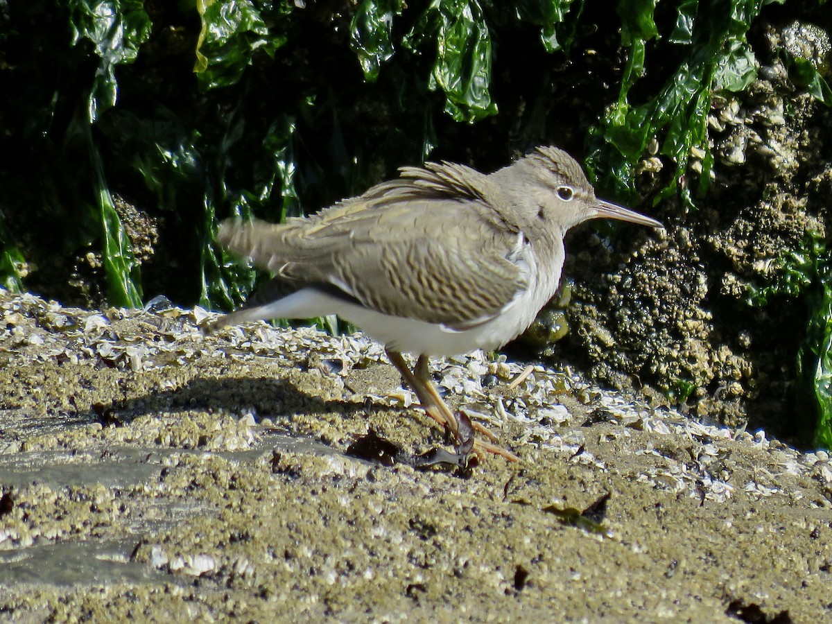 Spotted Sandpiper - ML605697261