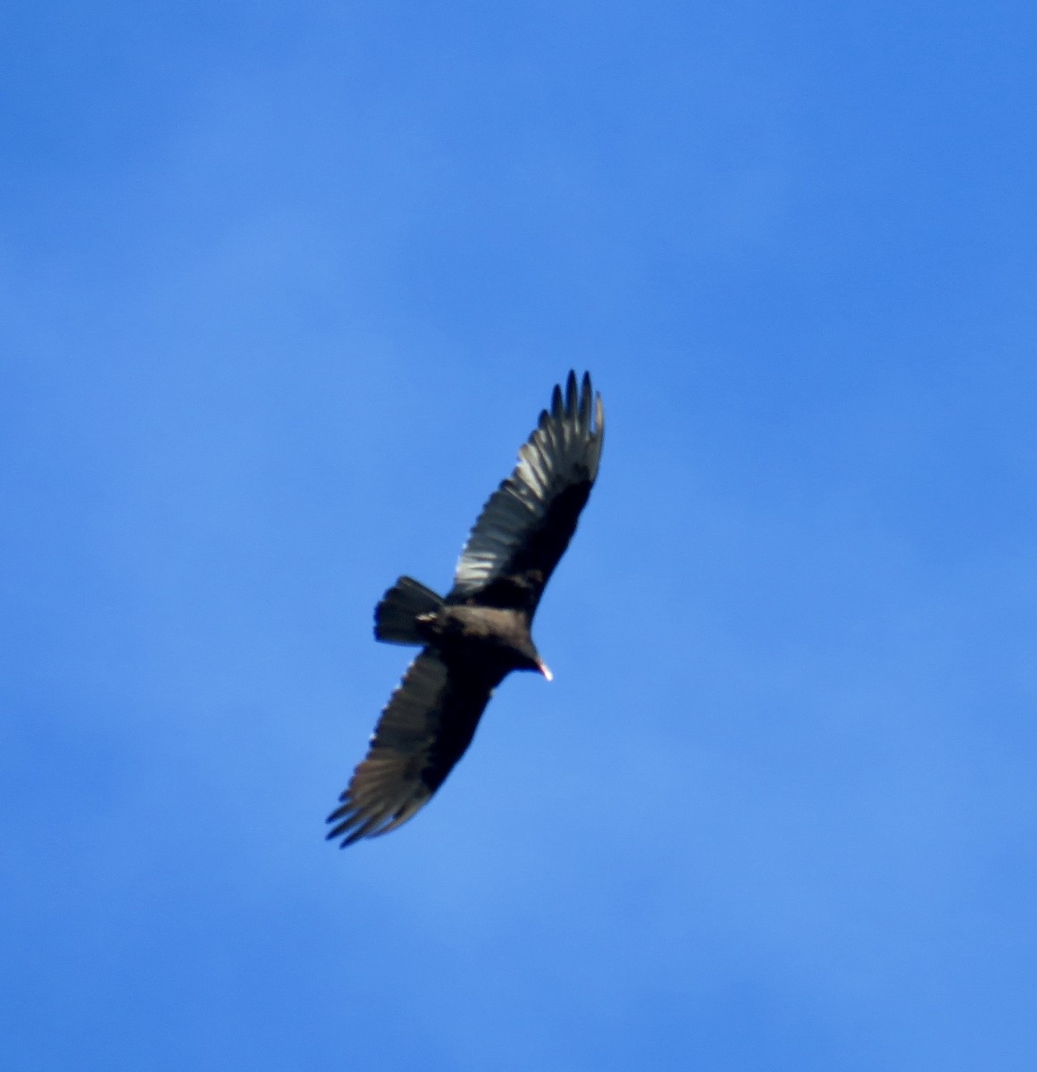 Turkey Vulture - ML605697381