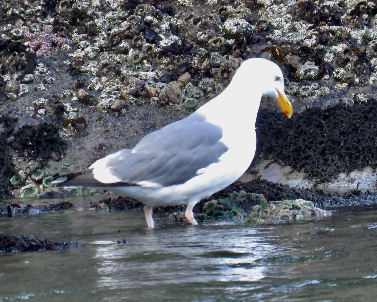 Western Gull - ML605697401