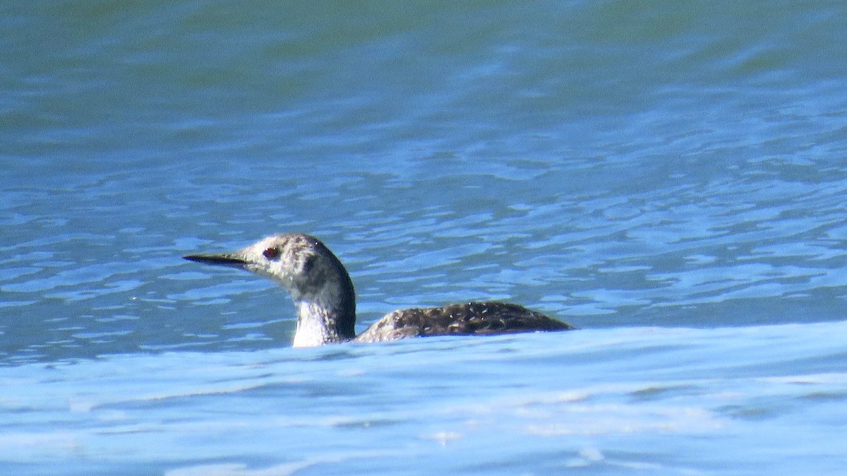 Red-throated Loon - ML605697551