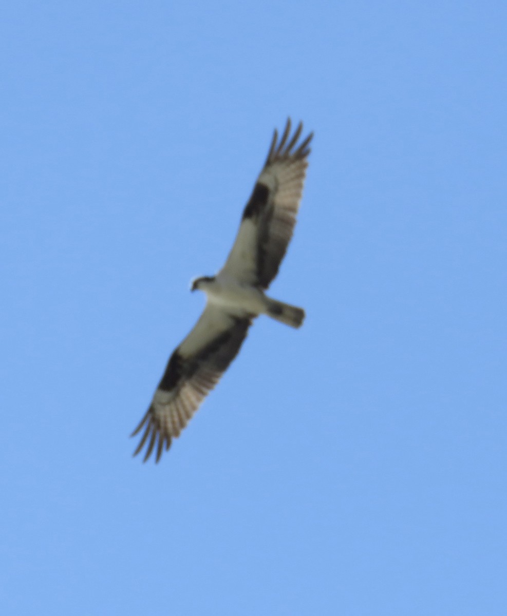 Balbuzard pêcheur - ML605697591