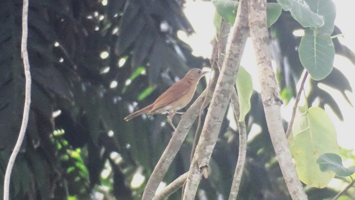 Cocoa Thrush - Hoatzin Aname