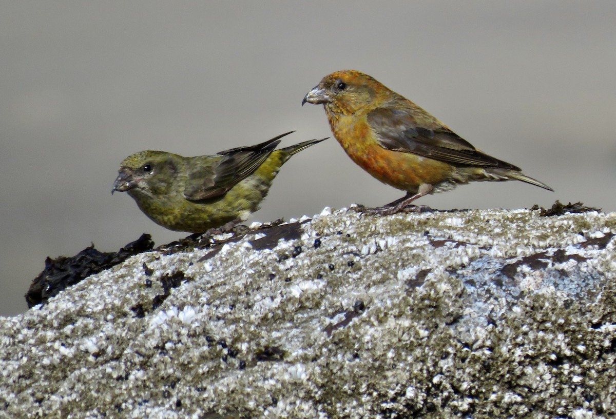 Red Crossbill - ML605697641