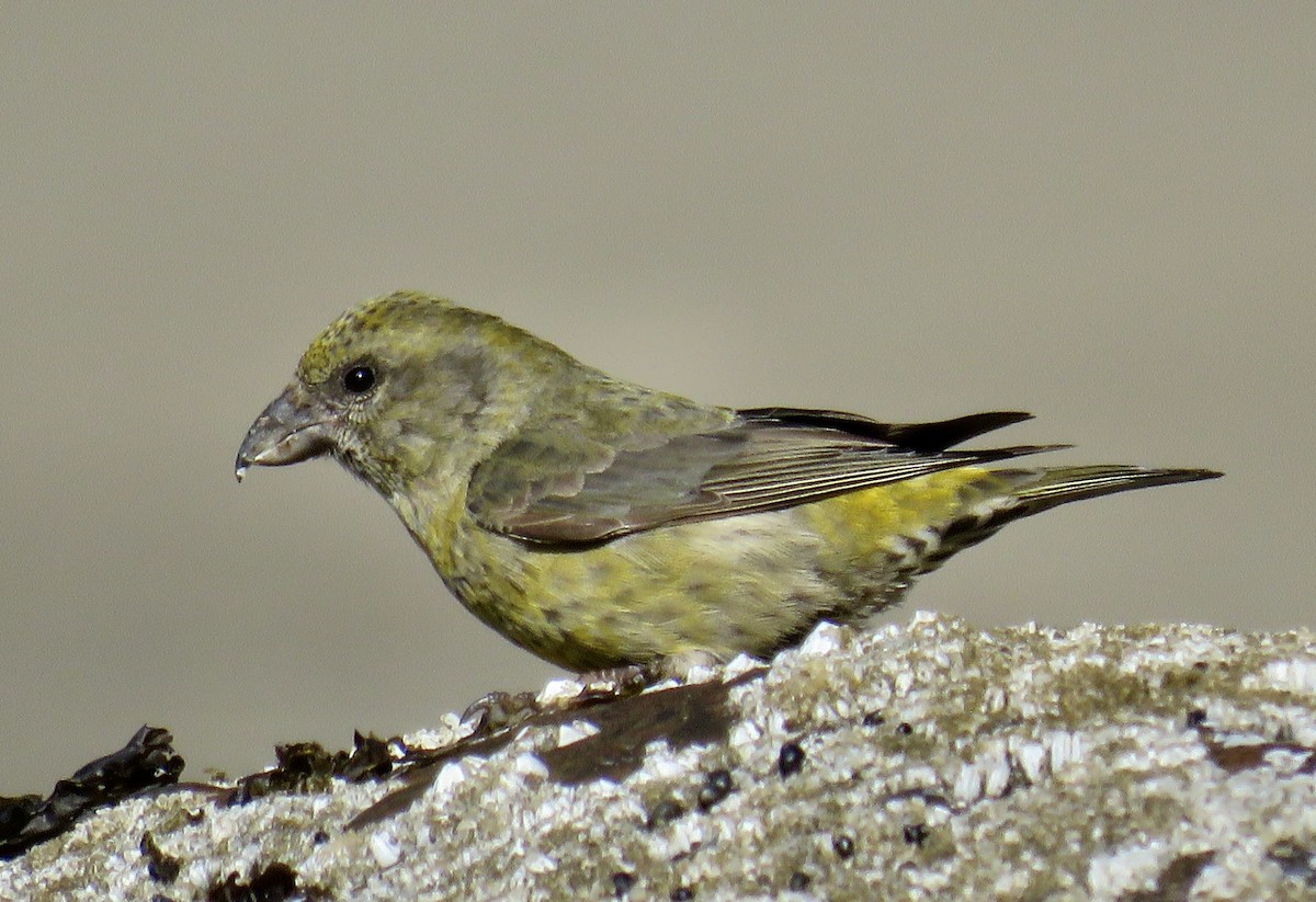 Bec-croisé des sapins - ML605697691