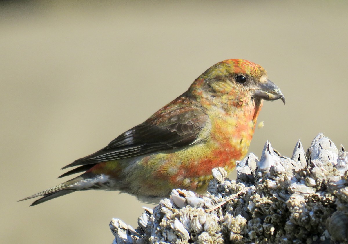 Red Crossbill - ML605697711