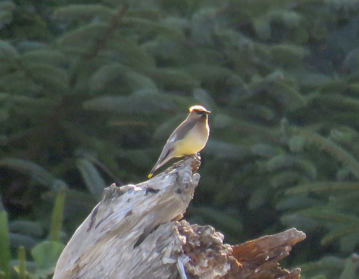 Cedar Waxwing - ML605697741