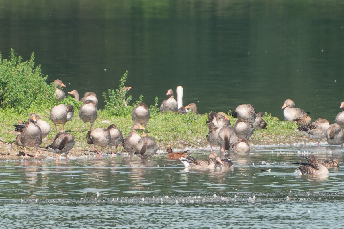 Eurasian Wigeon - Carsten Stiller