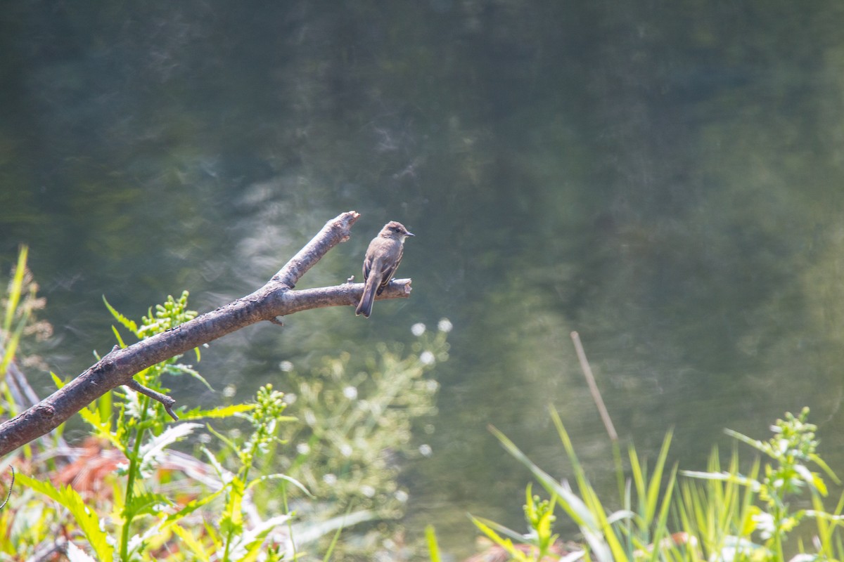 Eastern Phoebe - ML605697861