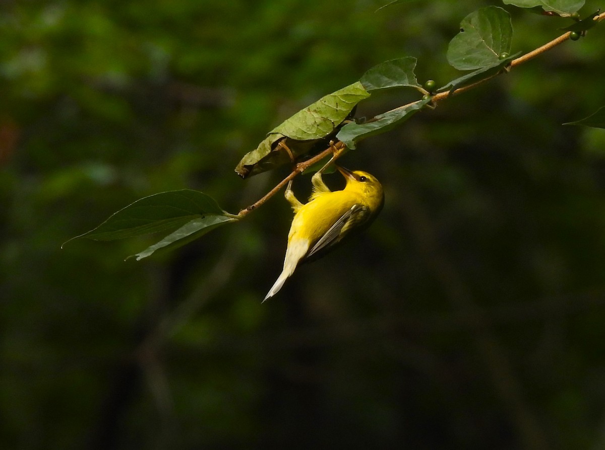 Blue-winged Warbler - ML605699021