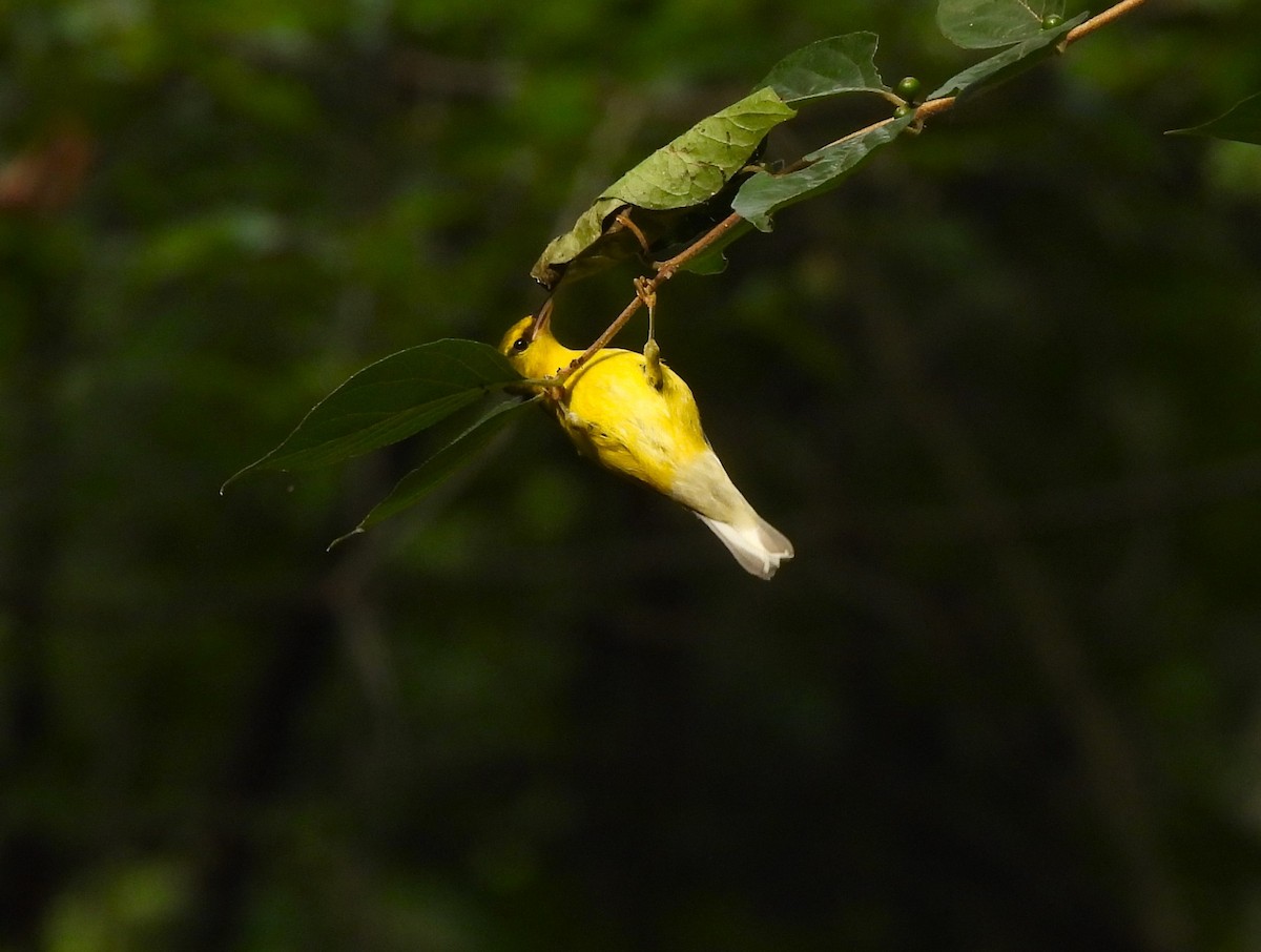 Blue-winged Warbler - ML605699031