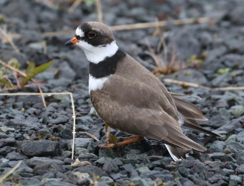 Semipalmated Plover - ML60570001