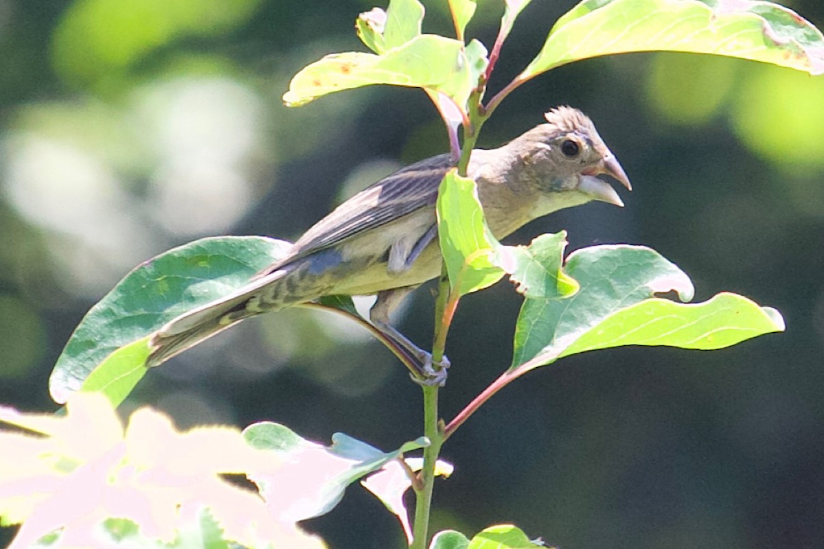 Blue Grosbeak - ML605700341