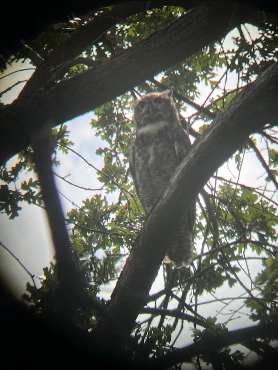 Great Horned Owl - ML605700411