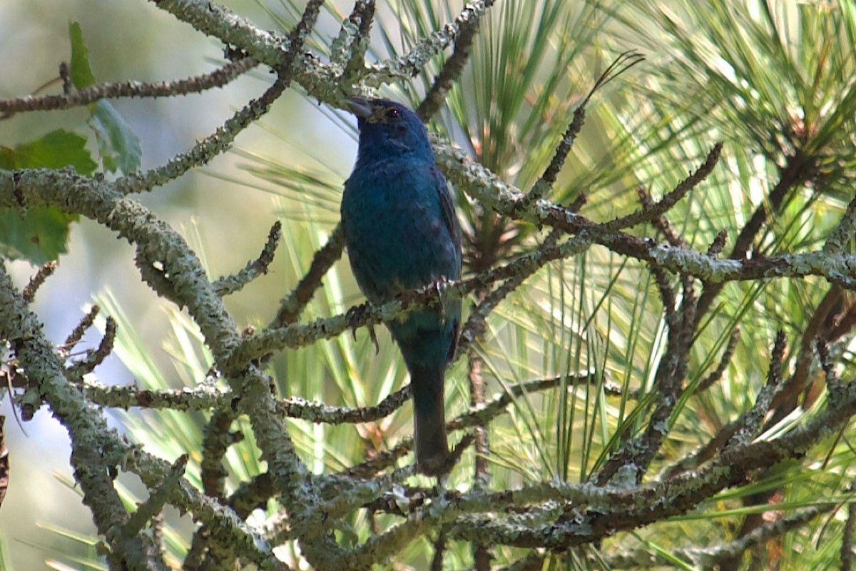 Indigo Bunting - Mark Pellegri