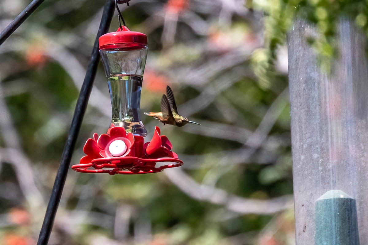 Rufous Hummingbird - ML605700951
