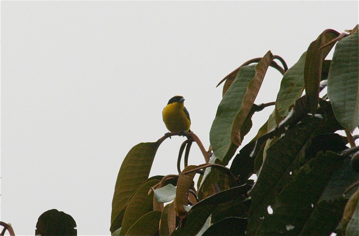 Blue-winged Mountain Tanager - ML605702241