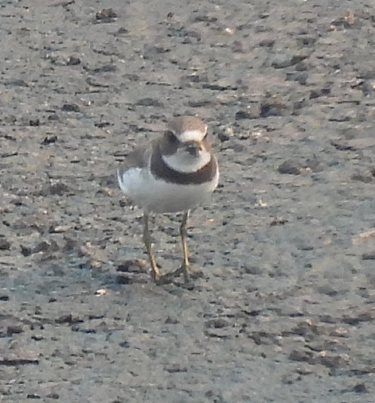 Semipalmated Plover - ML605703091