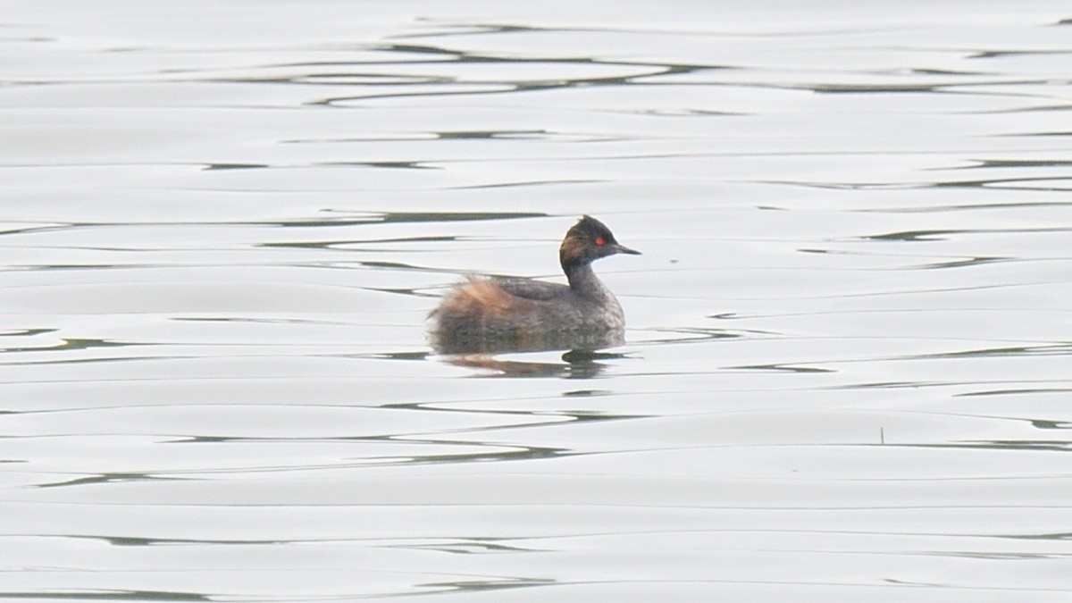 Eared Grebe - Dominic Sherony