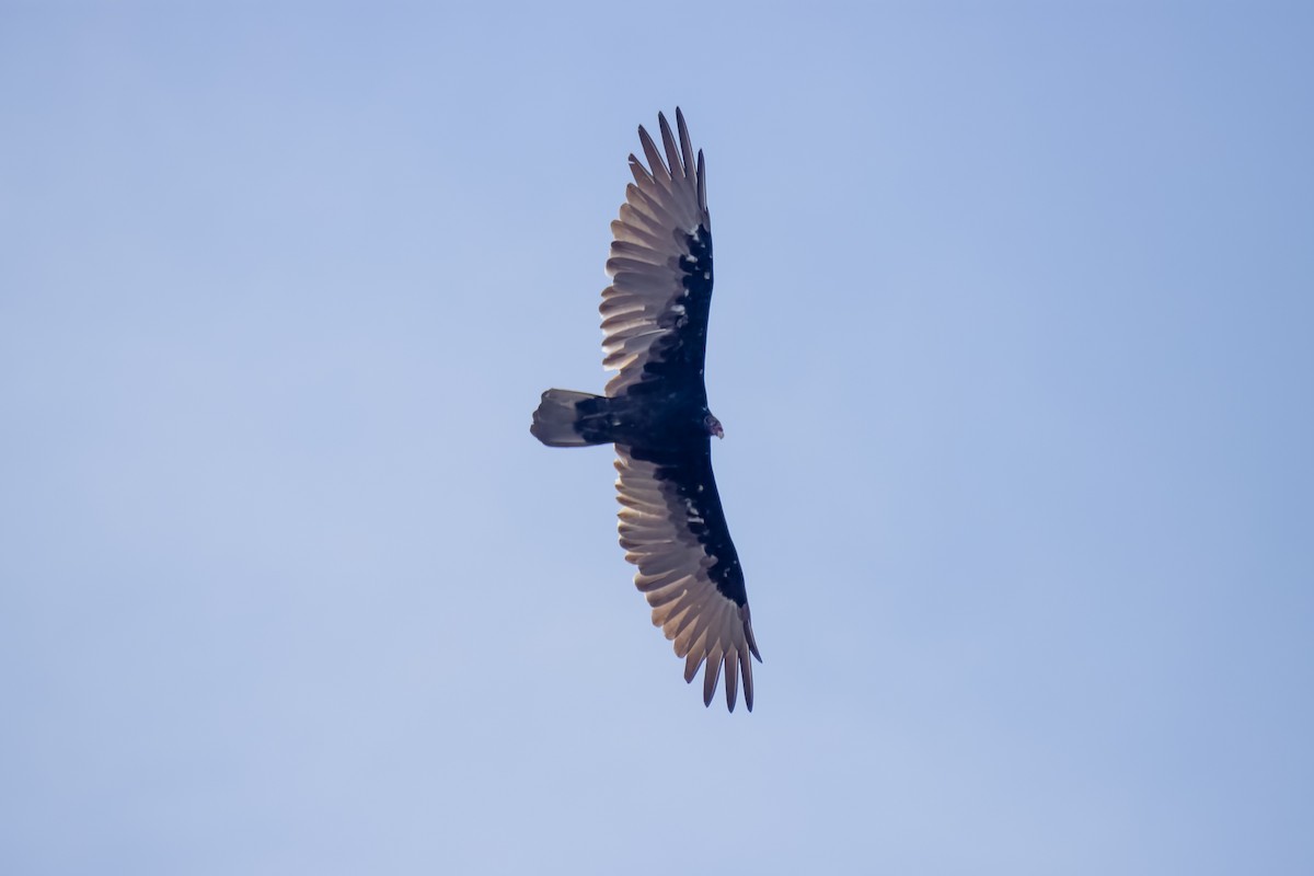 Turkey Vulture - ML605704681