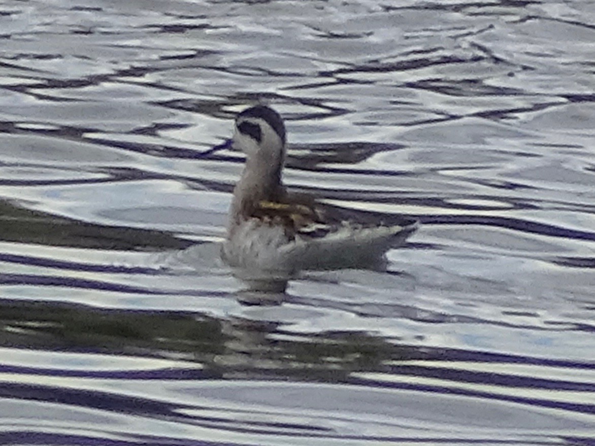 Red-necked Phalarope - ML605705311