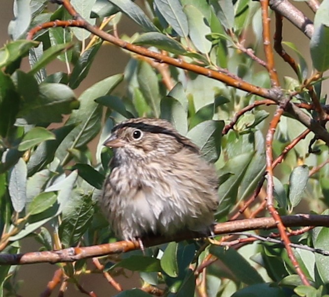 Vesper Sparrow - ML605705641