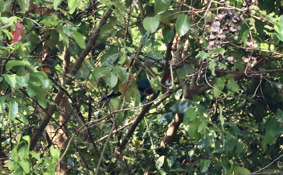 Red-crested Turaco - Anthony Collerton