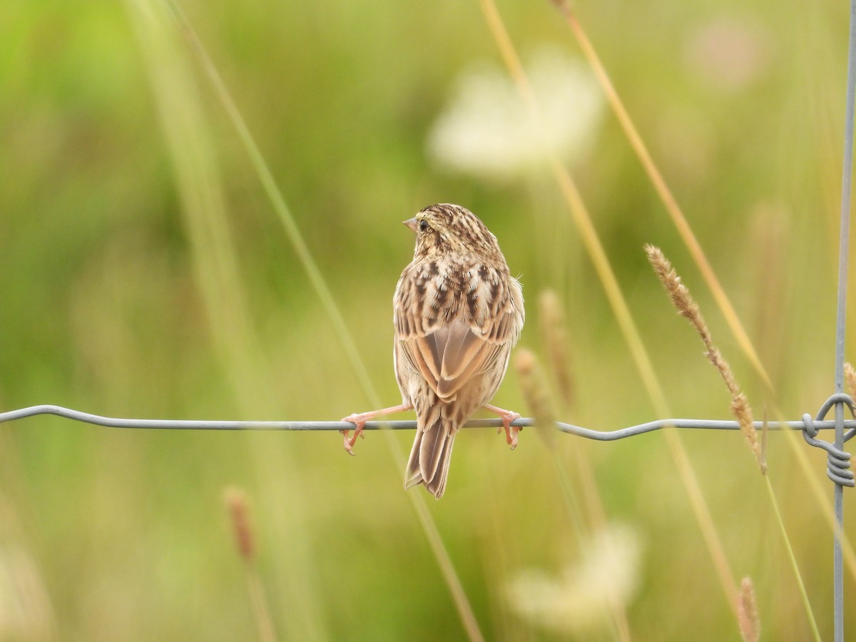 Savannah Sparrow - Martine Parent