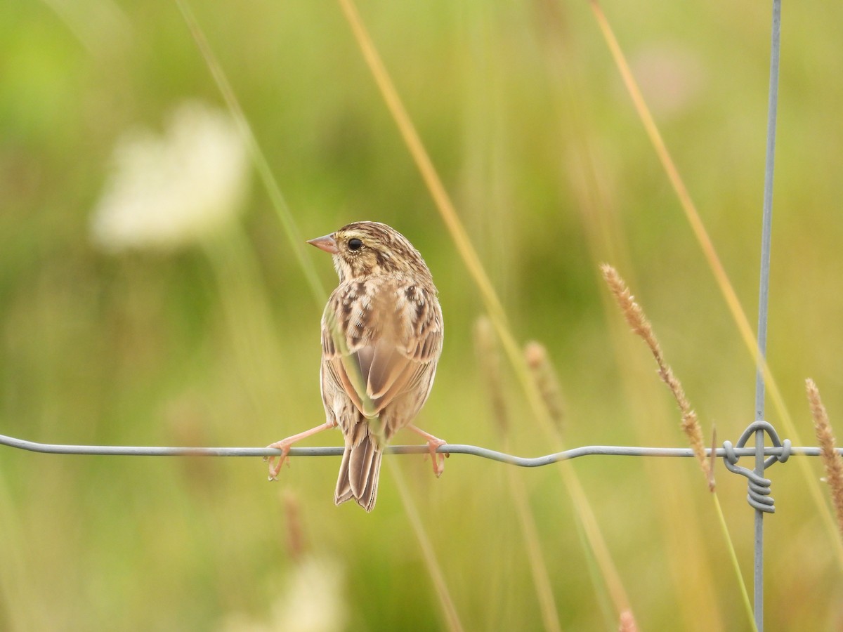 Savannah Sparrow - Martine Parent