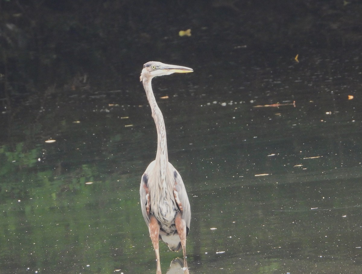 Great Blue Heron - Ken Vinciquerra