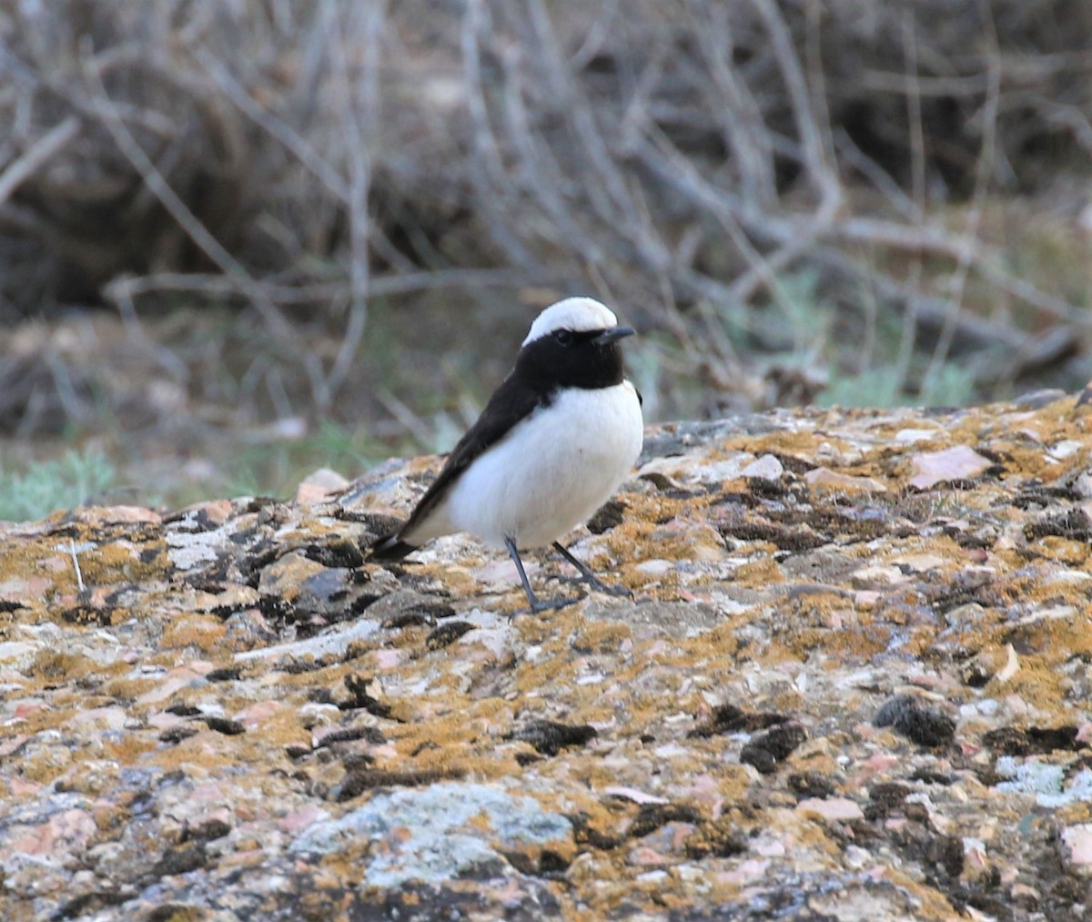 Finsch's Wheatear - sean clancy