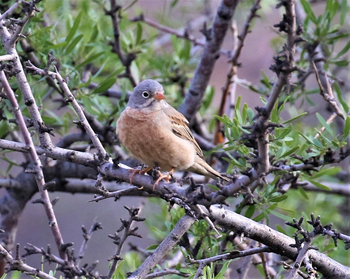 Gray-necked Bunting - sean clancy