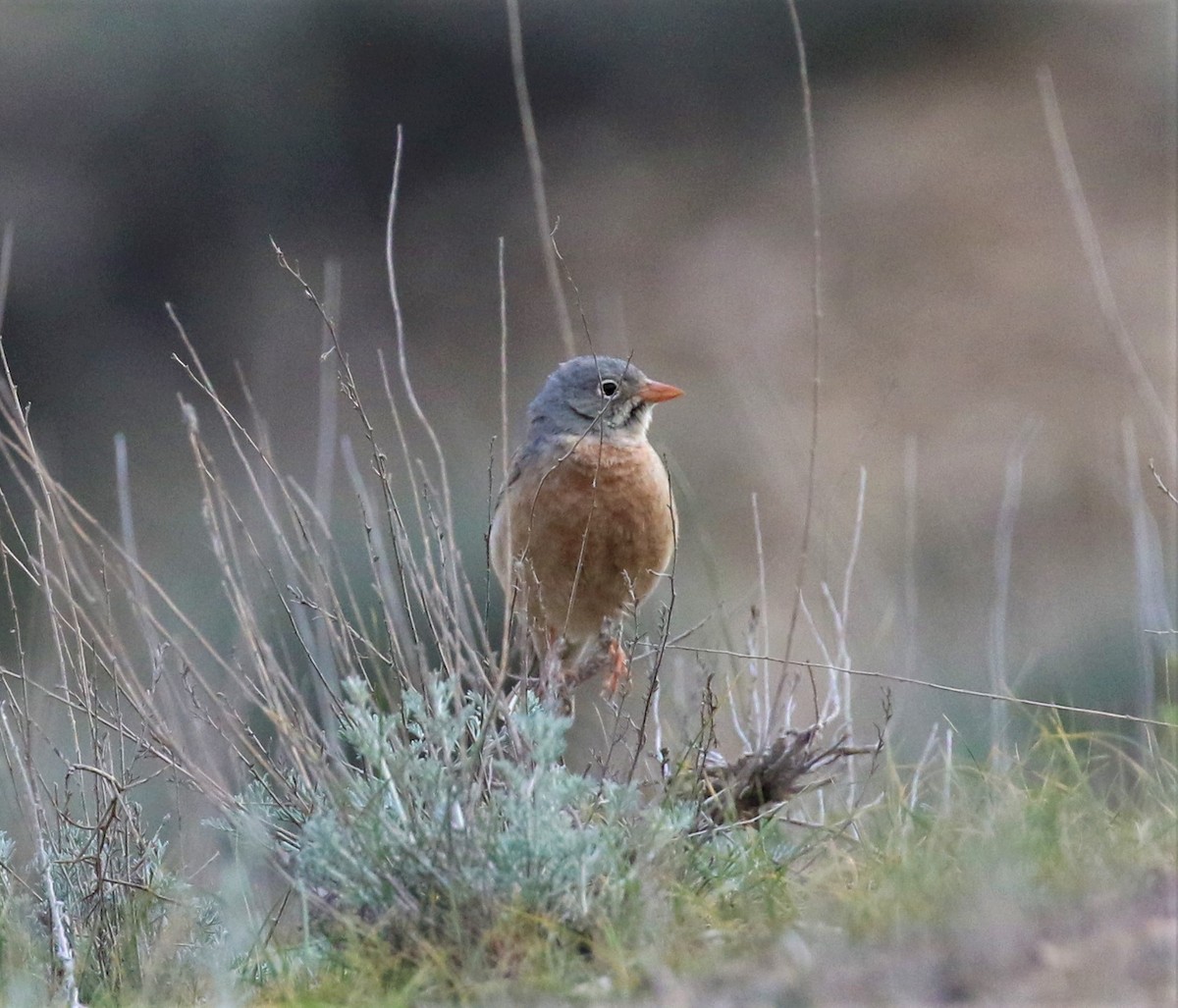 Gray-necked Bunting - sean clancy