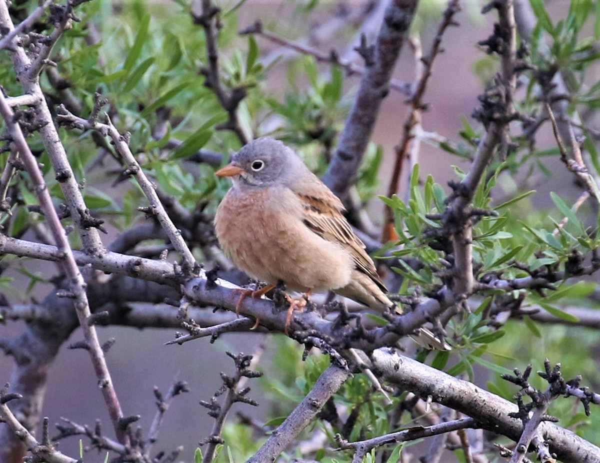 Gray-necked Bunting - sean clancy