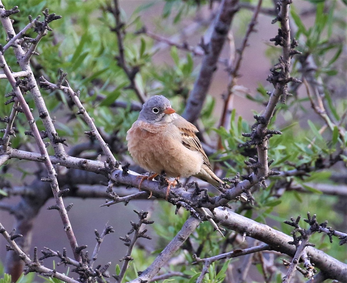 Gray-necked Bunting - sean clancy