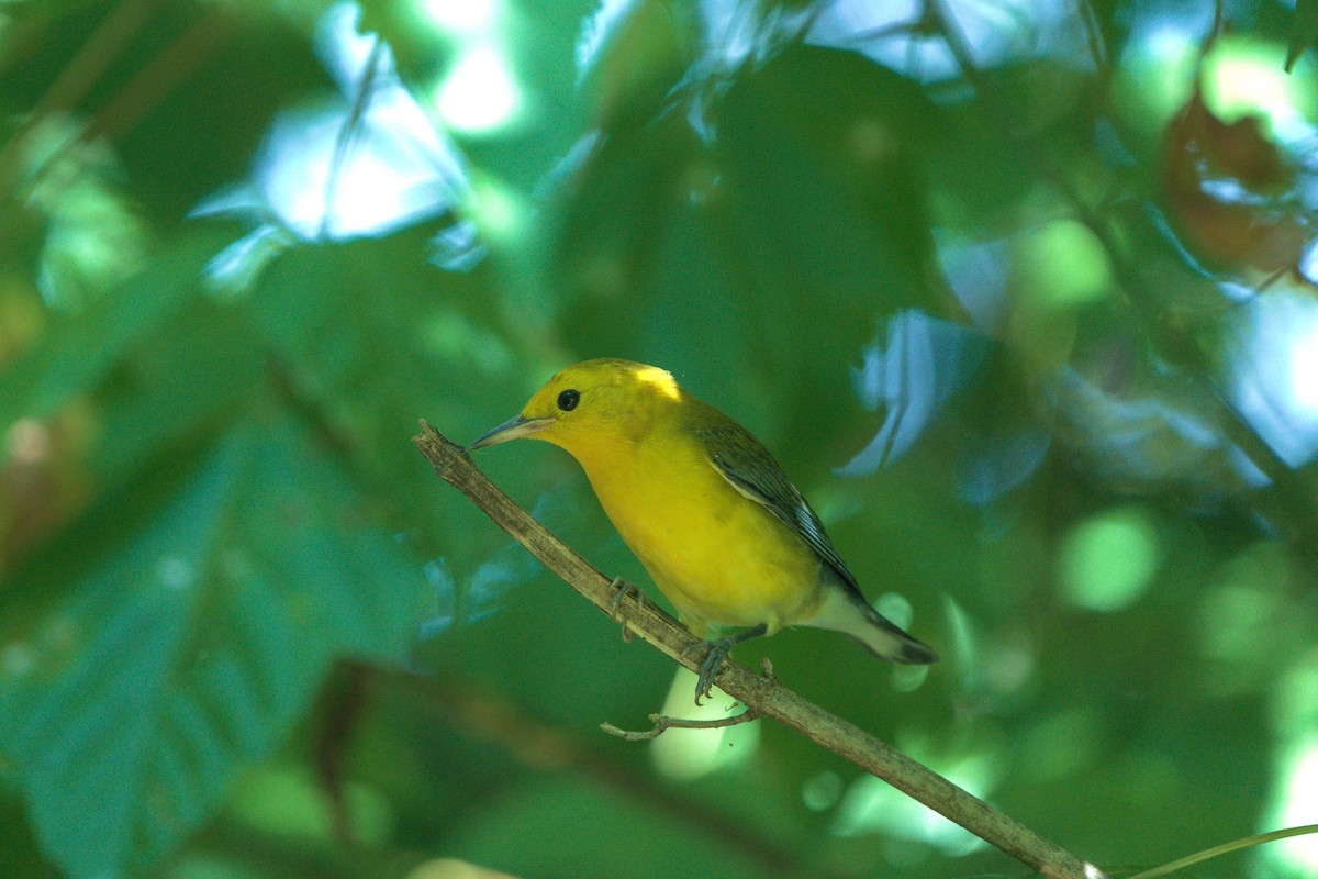 Prothonotary Warbler - ML605710061
