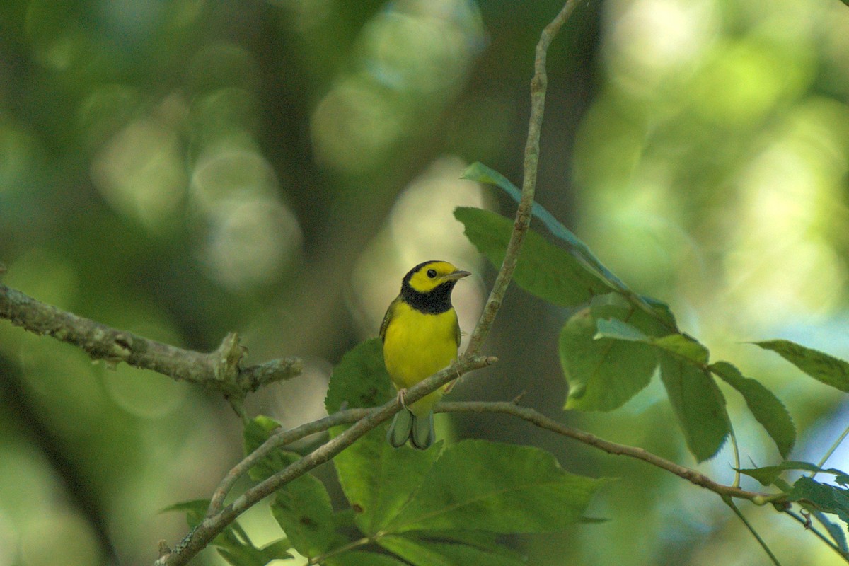 Hooded Warbler - ML605710081