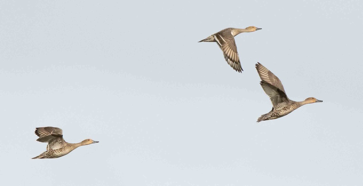 Northern Pintail - ML605710551