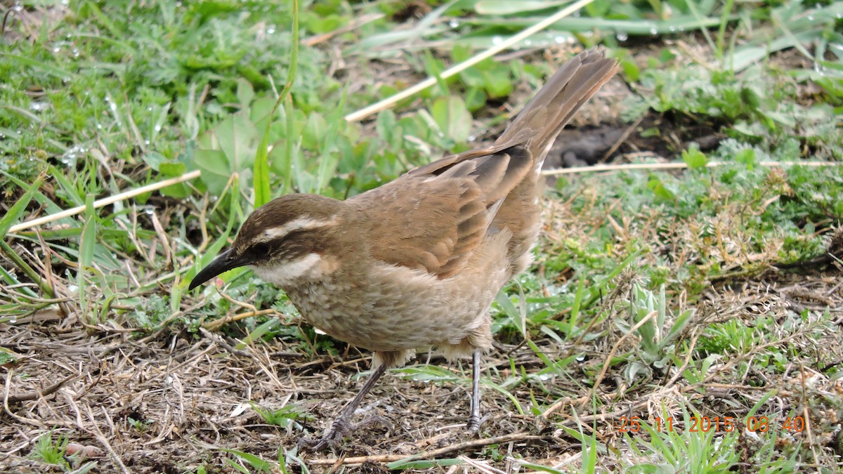 Stout-billed Cinclodes - Huguette Longpré