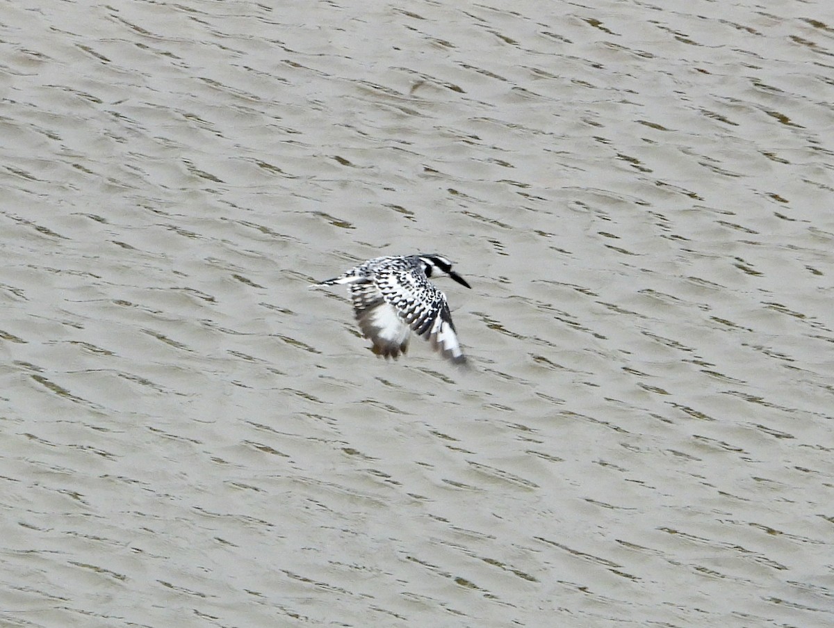 Pied Kingfisher - ML605711021