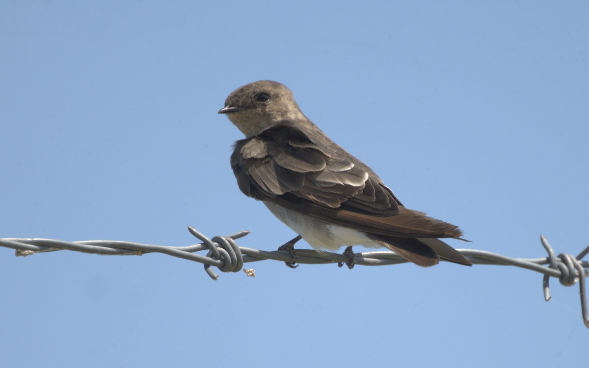 Hirondelle à ailes hérissées - ML605711101