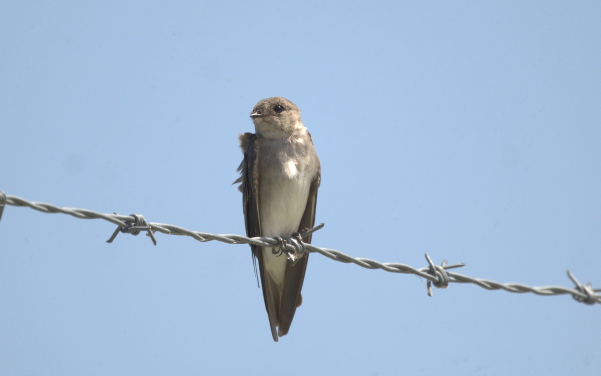 Northern Rough-winged Swallow - ML605711111