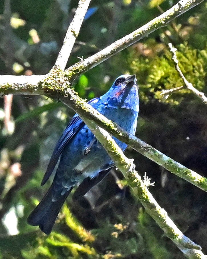 Blue-and-black Tanager - ML605714561