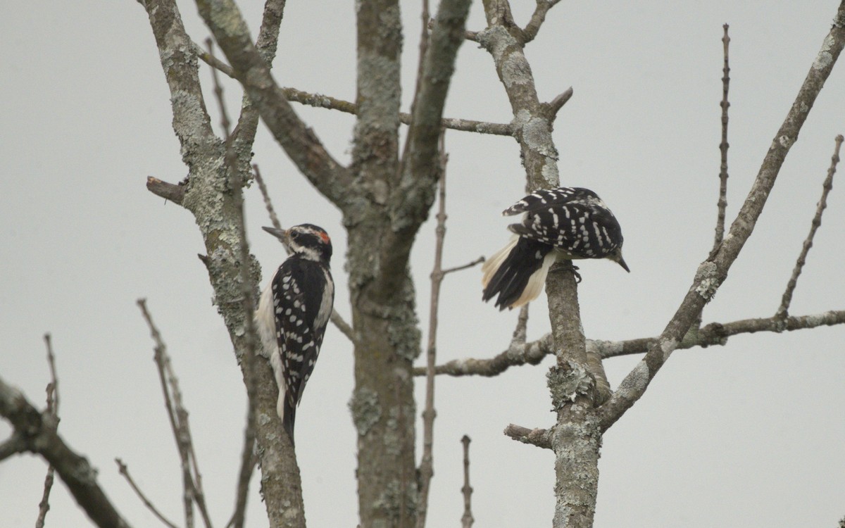 Downy Woodpecker - ML605715381