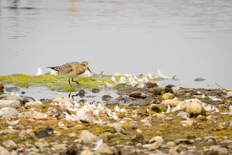 Baird's Sandpiper - ML605716471