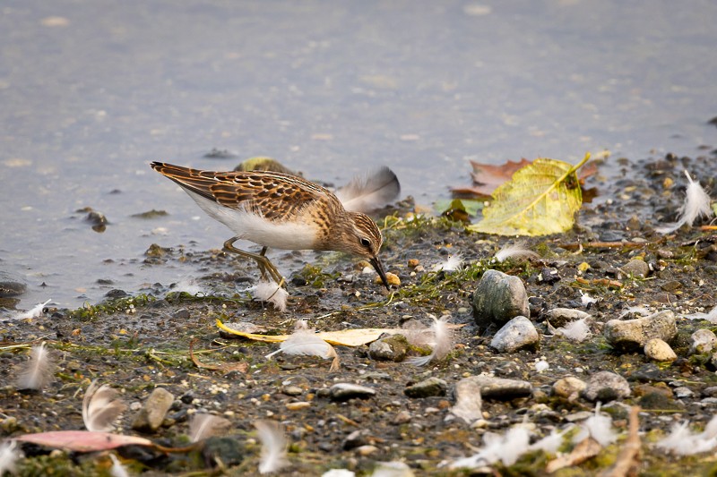 Least Sandpiper - ML605716521