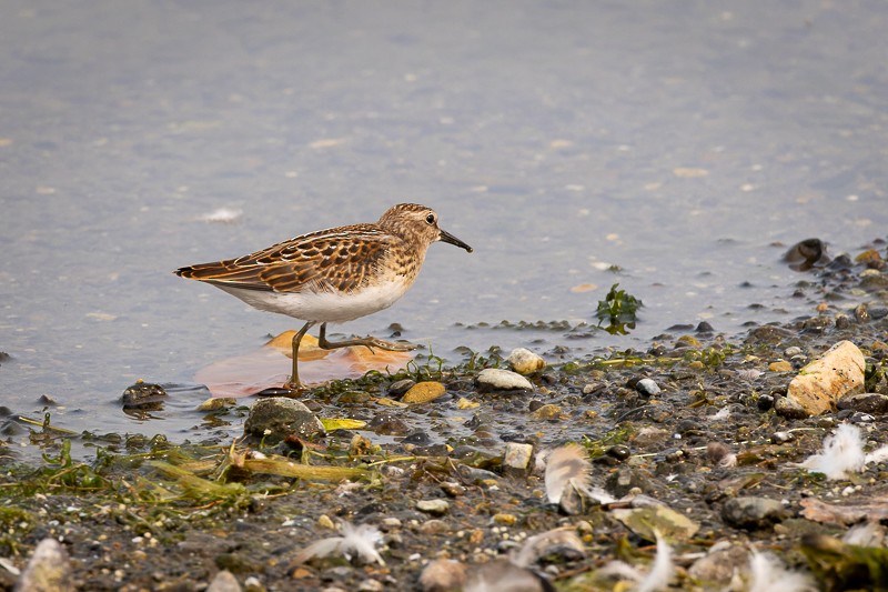 Least Sandpiper - ML605716531