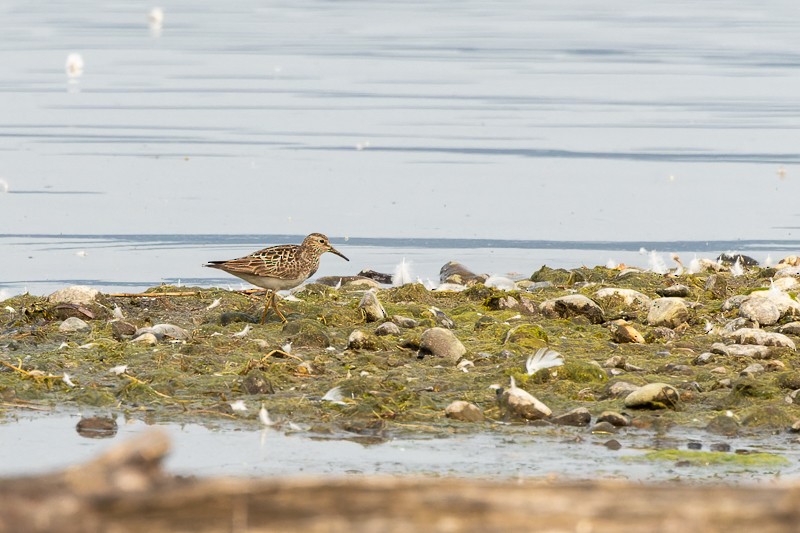 Pectoral Sandpiper - ML605716621