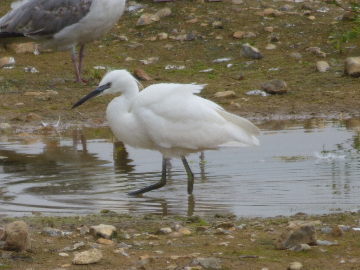 Little Egret - Zach Pannifer