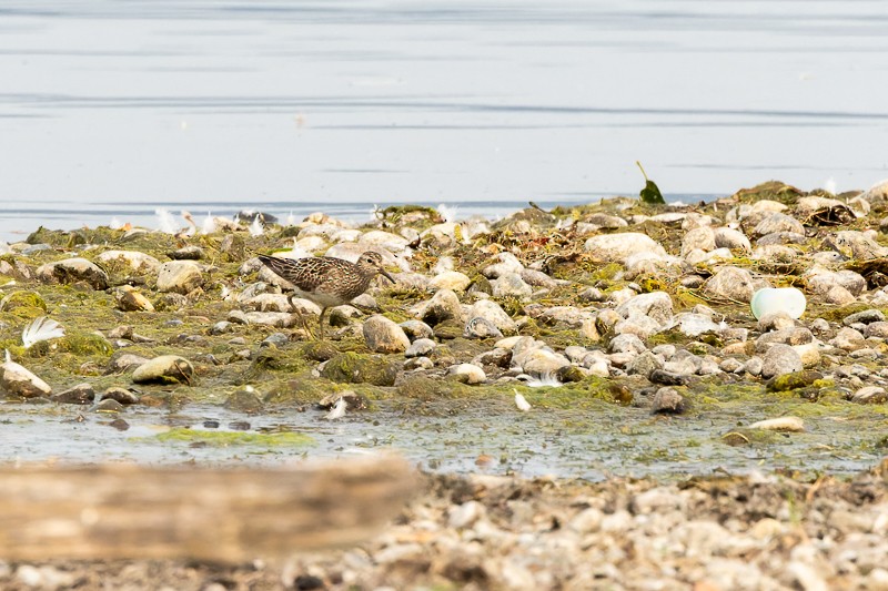 Pectoral Sandpiper - ML605716641